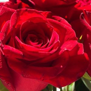 Meet your Posher, Sierra